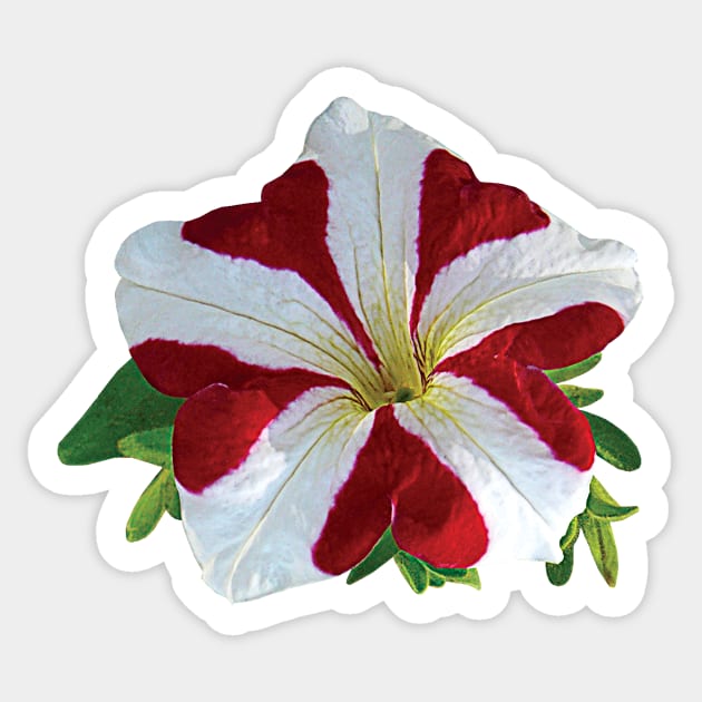 Petunias - Red and White Petunia Sticker by SusanSavad